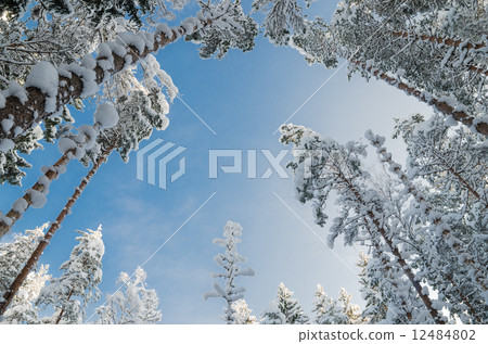 Winter snow covered trees against the blue sky. Viitna, Estonia. Winter snow covered trees against the blue sky. Viitna, Estonia. 12484802