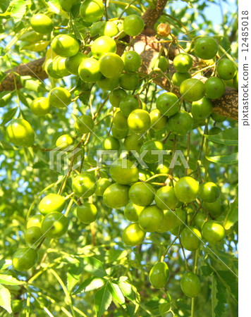 仙丹的藍果（未成熟） 12485018