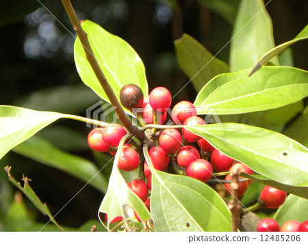 在Kemigawa河海濱的縣道路一側種植了許多樹種植 12485206