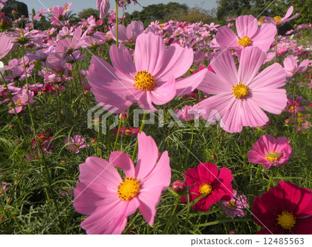 開花在日落下的波斯菊花 開花在日落下的波斯菊花 12485563