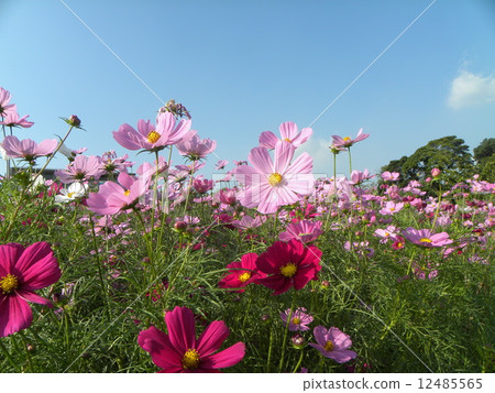開花在日落下的波斯菊花 開花在日落下的波斯菊花 12485565