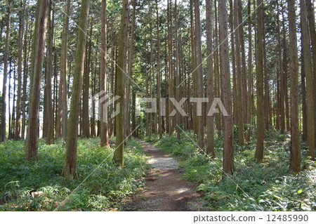 森林公路 森林公路 12485990