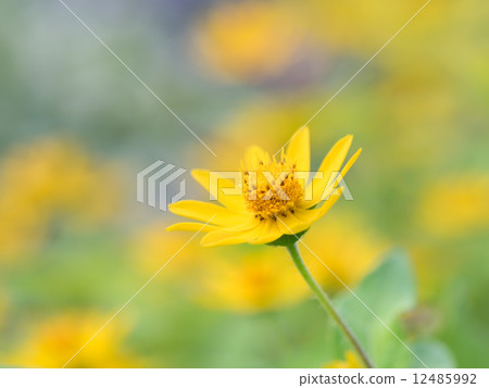 Melanpodium在花床上 Melanpodium在花床上 12485992