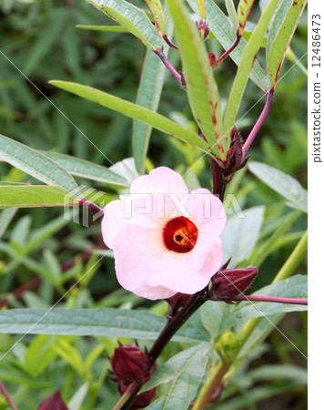 玫瑰茄(粉紅色)領域 玫瑰茄(粉紅色)領域 12486473