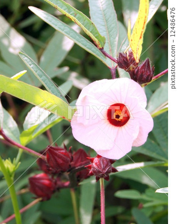 玫瑰茄（粉紅色）領域 12486476