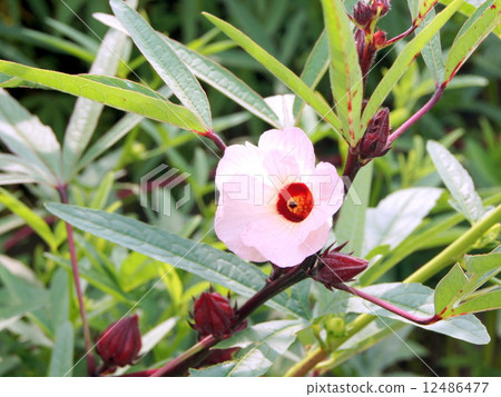 Roselle (pink) field Roselle (pink) field 12486477