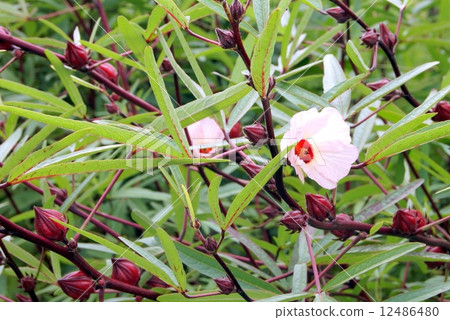Roselle (pink) field Roselle (pink) field 12486480