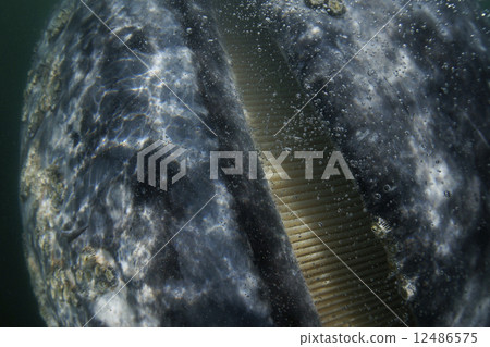 Gray Whale 12486575
