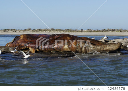 Dead body of gray whale 12486576