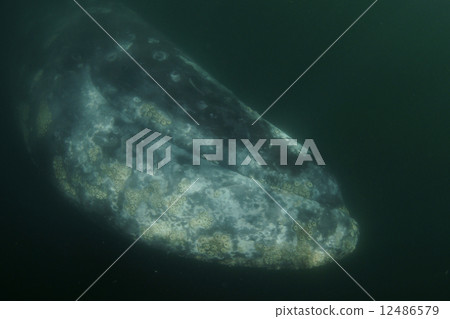 Gray Whale 12486579