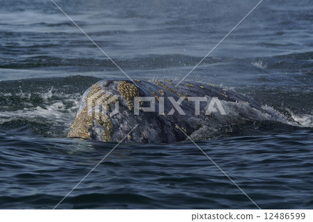 Gray Whale 12486599