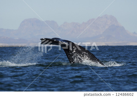Gray Whale 12486602