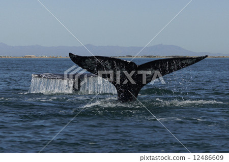 Gray Whale Gray Whale 12486609
