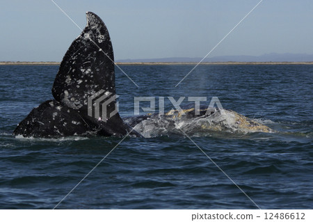 Gray Whale 12486612