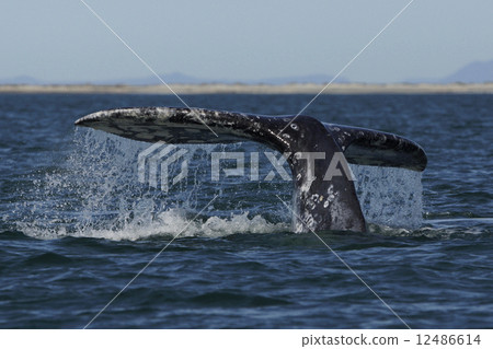 Gray Whale Gray Whale 12486614