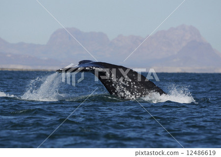 Gray Whale 12486619