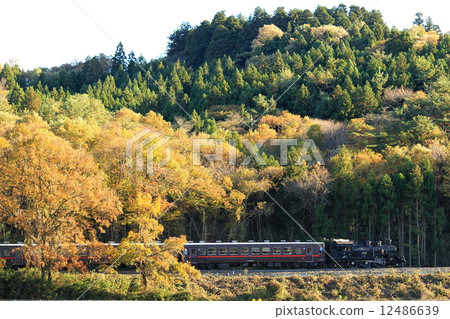 Moka Railway "The SL Moka train runs against the backdrop of yellow leaves in the mountains" 12486639