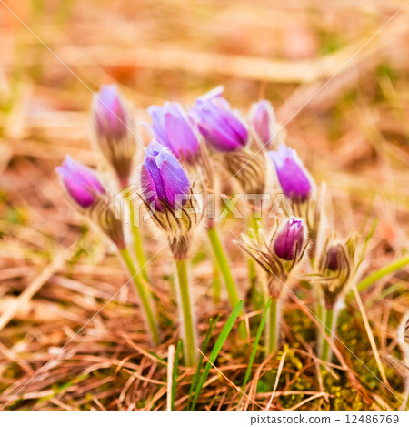Wild Young Pasqueflower In Early Spring.  Flowers Pulsatilla Pat 12486769