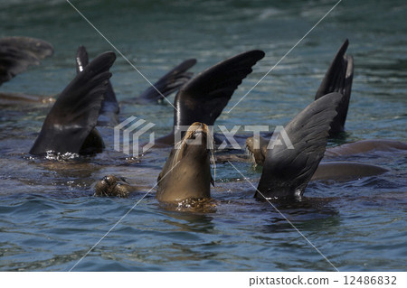 California sea lion 12486832