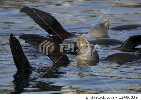 加州海獅 12486839