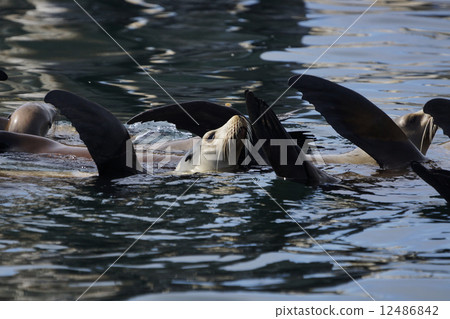 加州海獅 加州海獅 12486842