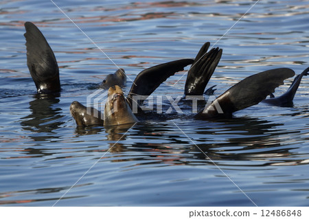 California sea lion 12486848