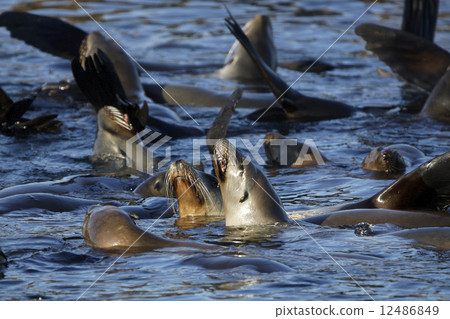 California sea lion 12486849