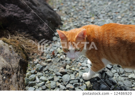 Cat 2 Cat 2 12486920