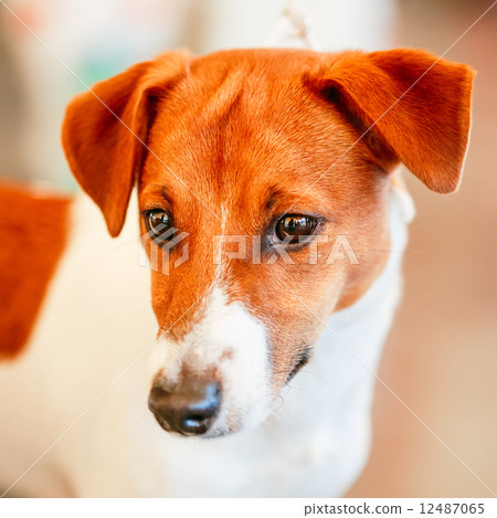 Dog Jack Russel Terrier 12487065