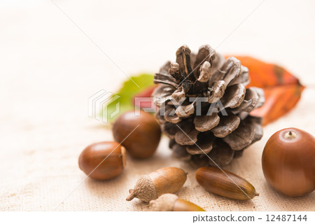 Fruit of tree nut Falling down fallen leaves 12487144