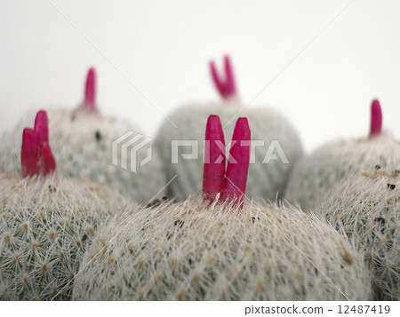 Cactus fruit Cactus fruit 12487419