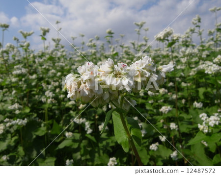 Buckwheat noodle flower image (30) 12487572