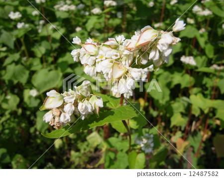 蕎麥花卉圖像（40） 12487582