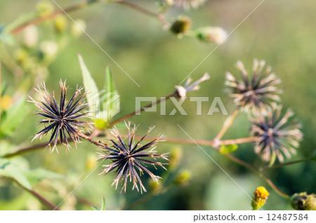  三葉鬼針草 12487584