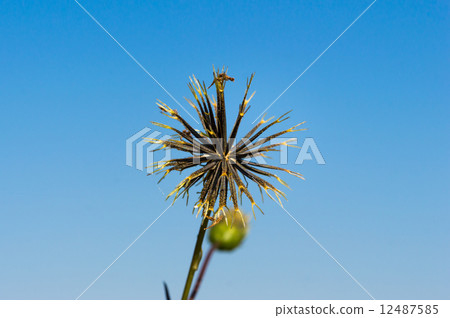  三葉鬼針草 12487585