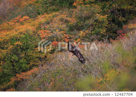 老鷹飛回秋葉 12487704