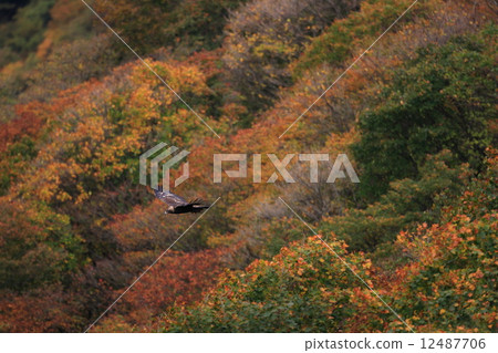 Eagle eagles fly to the autumn leaves back Eagle eagles fly to the autumn leaves back 12487706