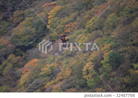 Eagle eagles fly to the autumn leaves back 12487708