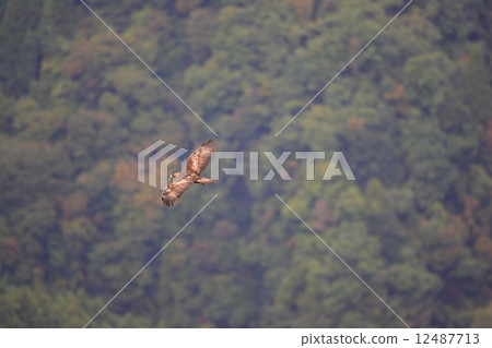 老鷹飛回秋葉 老鷹飛回秋葉 12487713