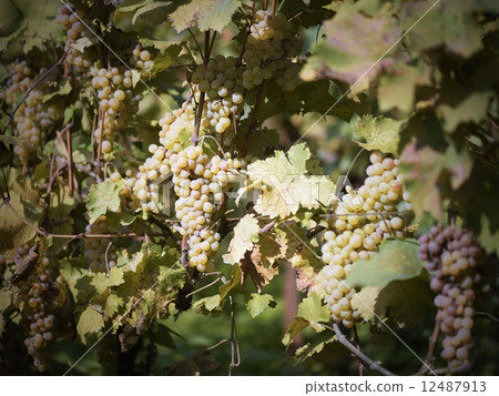 vineyard in autumn 12487913