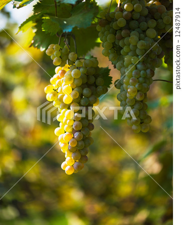 bunch of white grapes bunch of white grapes 12487914