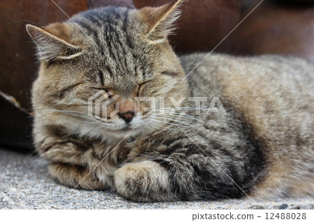 Sleeping cats Sleeping cats 12488028