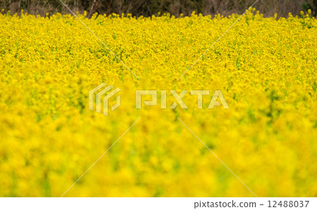 強姦開花 12488037