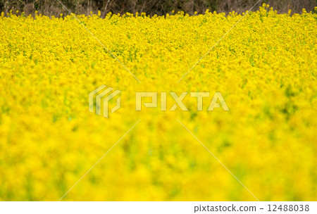 強姦開花 12488038