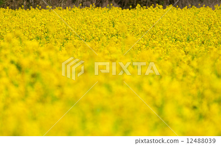 強姦開花 12488039