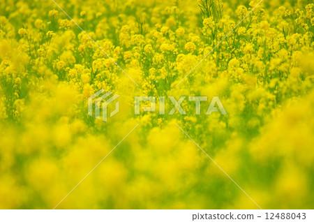 強姦開花 12488043