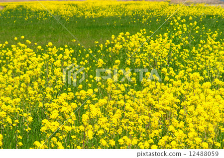 強姦開花 12488059