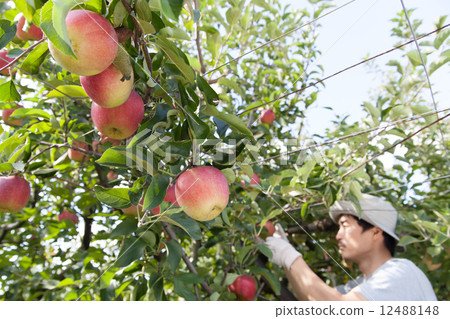 Apple farmer 12488148