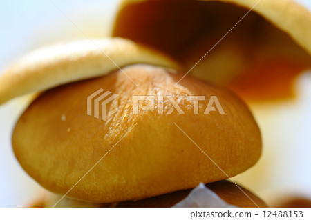 Willow Matsutake 12488153