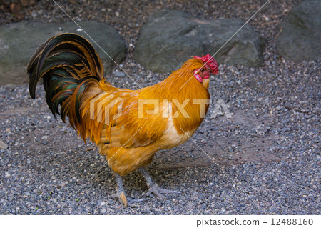 名古屋高知 12488160